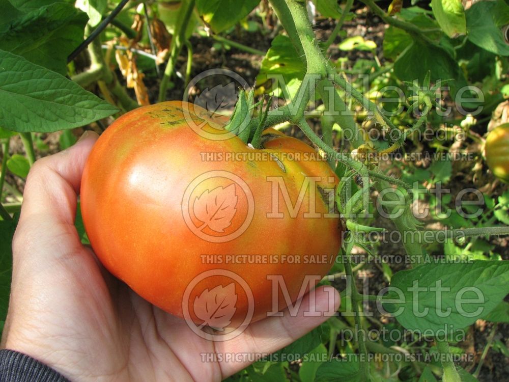 Solanum Brandywine (Tomato vegetable - tomate) 3  