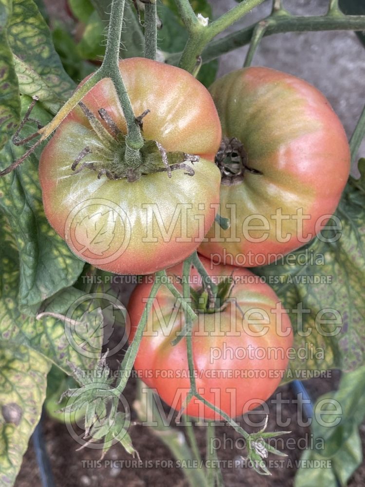 Solanum Brandywine (Tomato vegetable - tomate) 5  