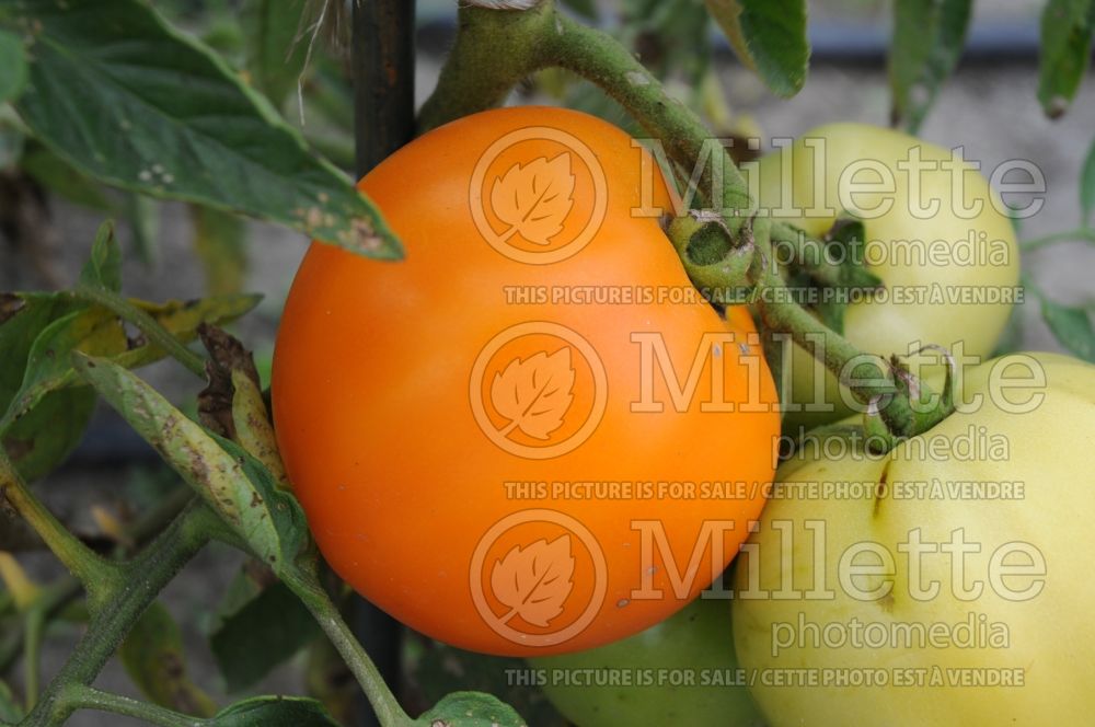 Solanum Carolina Gold (Tomato vegetable - tomate) 1  