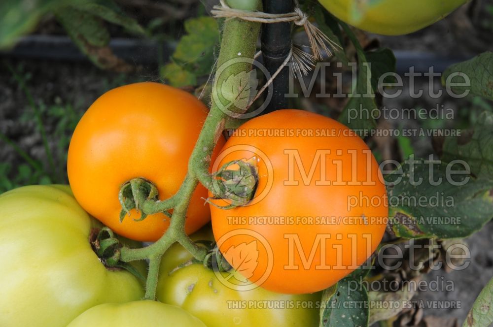 Solanum Carolina Gold (Tomato vegetable - tomate) 2  