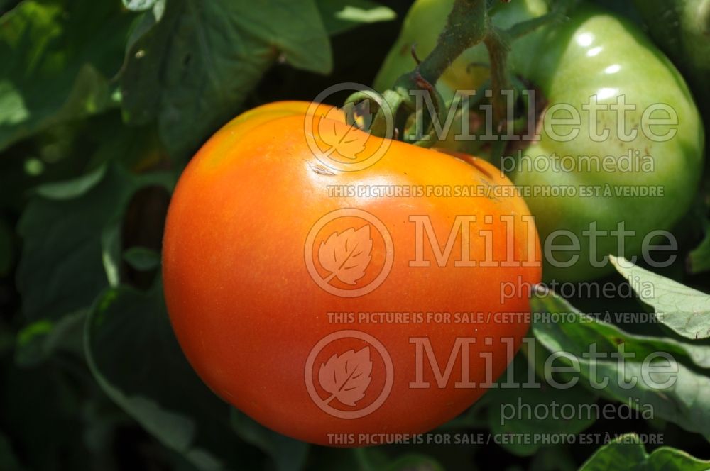 Solanum Celebrity (Tomato vegetable - tomate) 4  