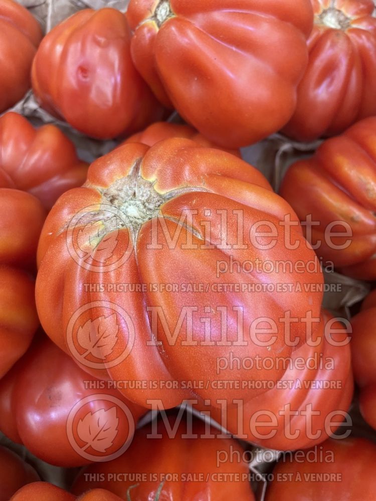 Solanum Cotelee Aumoniere (Tomato vegetable - tomate) 1  
