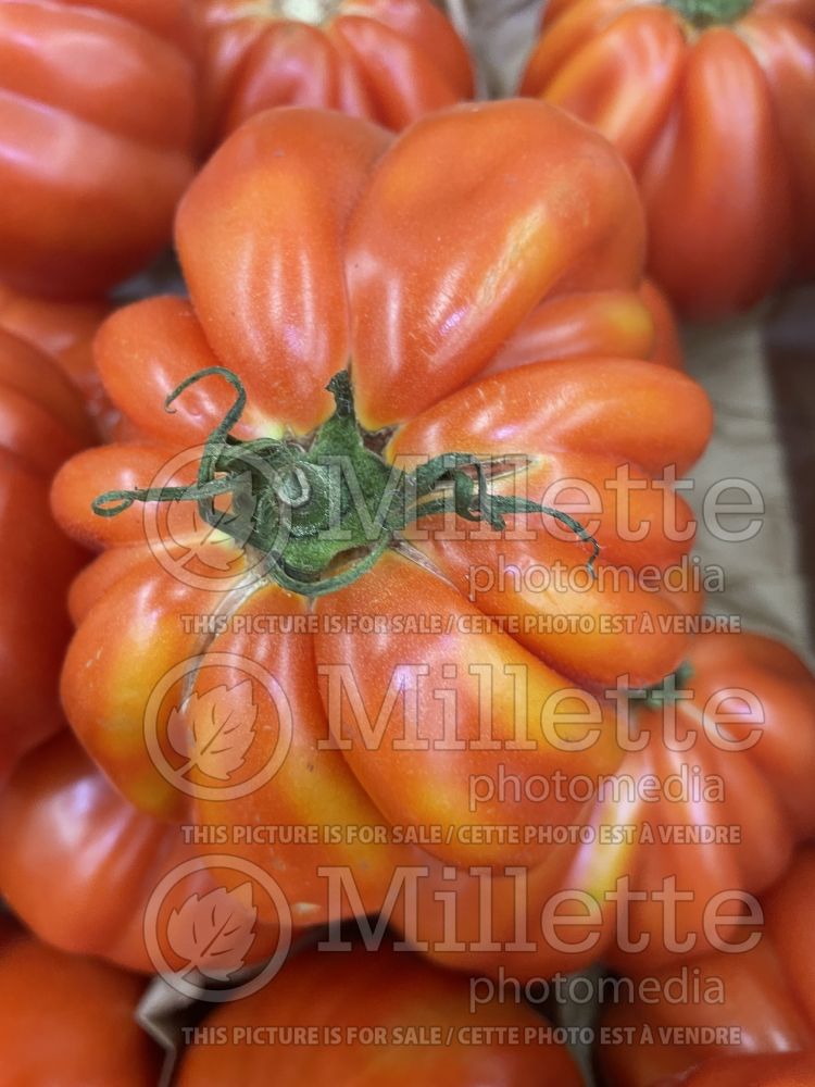 Solanum Cotelee Aumoniere (Tomato vegetable - tomate) 2  