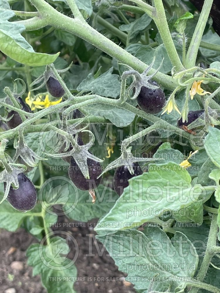 Solanum Cuban Black (Tomato vegetable - tomate) 2 