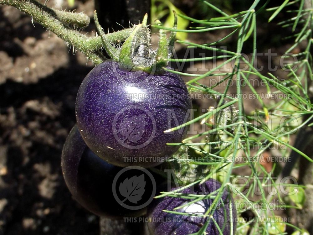 Solanum Dancing with Smurfs (Tomato vegetable - tomate) 1