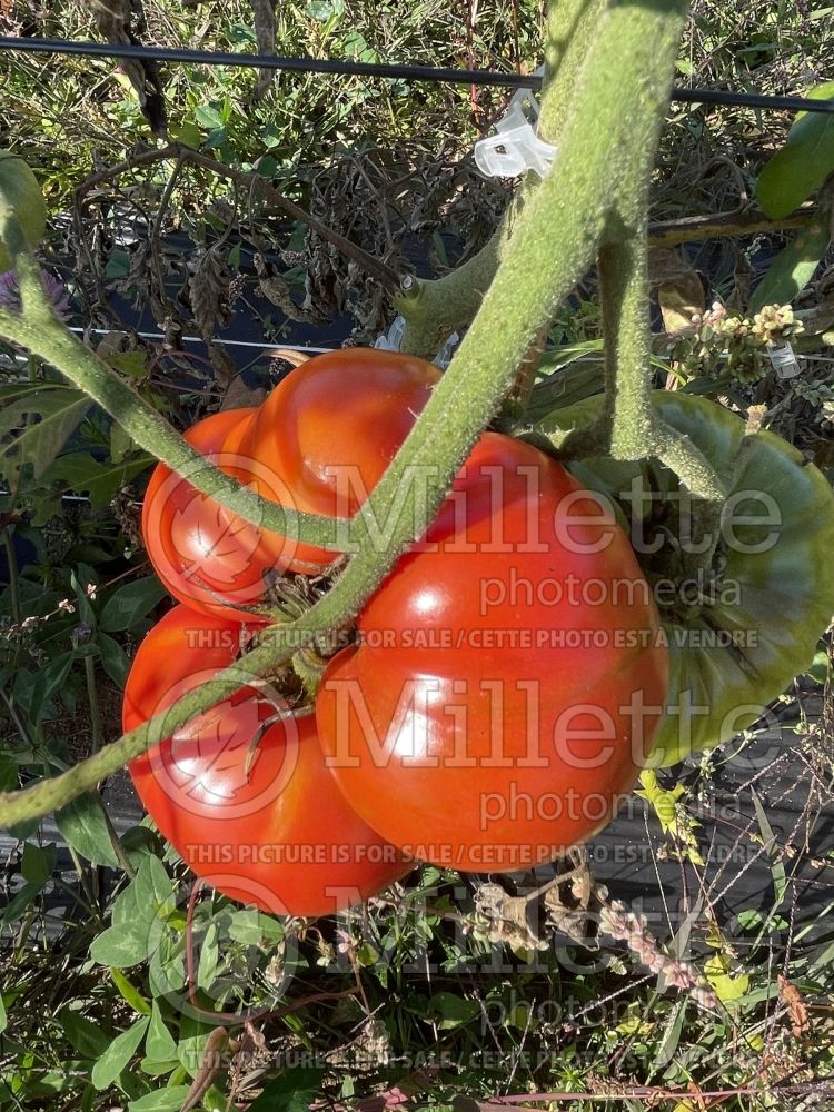 Solanum Dester (Tomato vegetable - tomate) 1