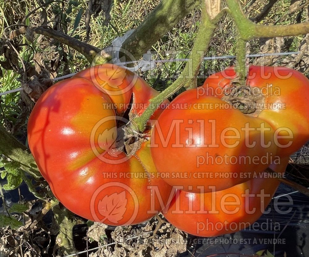 Solanum Dester (Tomato vegetable - tomate) 2