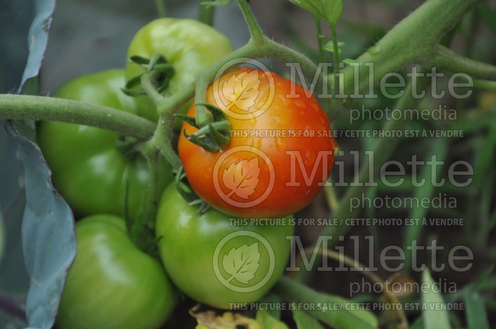 Solanum Early Girl (Tomato vegetable - tomate) 2