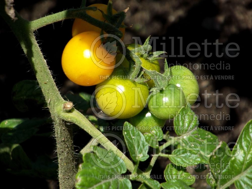 Solanum Esterina (Tomato vegetable - tomate) 1