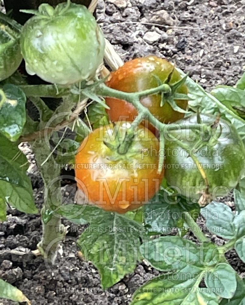 Solanum Gem State (Tomato vegetable - tomate) 1 