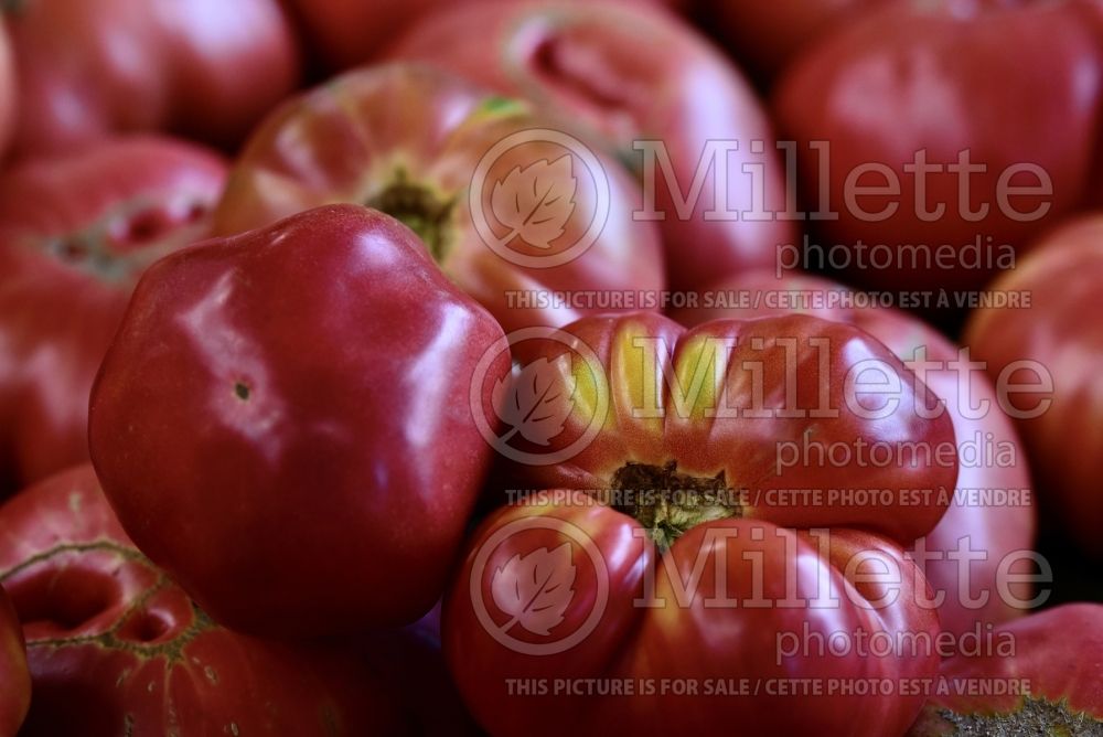 Solanum German Johnson (Tomato vegetable - tomate) 1