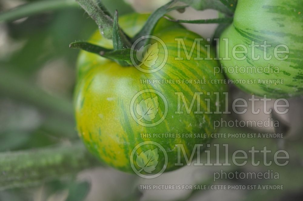 Solanum Green Striped (Tomato vegetable - tomate) 1  