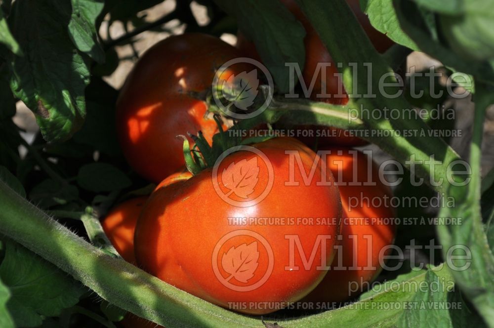 Solanum Gregori's Altai (Tomato vegetable - tomate) 2 