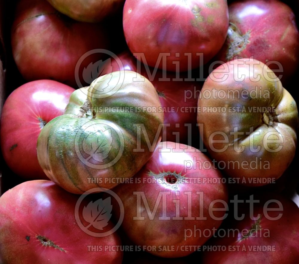 Solanum Heirloom Rainbow Mix (Tomato vegetable - tomate) 1  