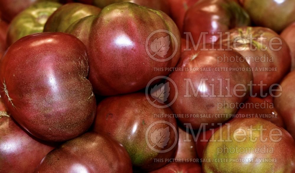 Solanum Heirloom Rainbow Mix (Tomato vegetable - tomate) 2  