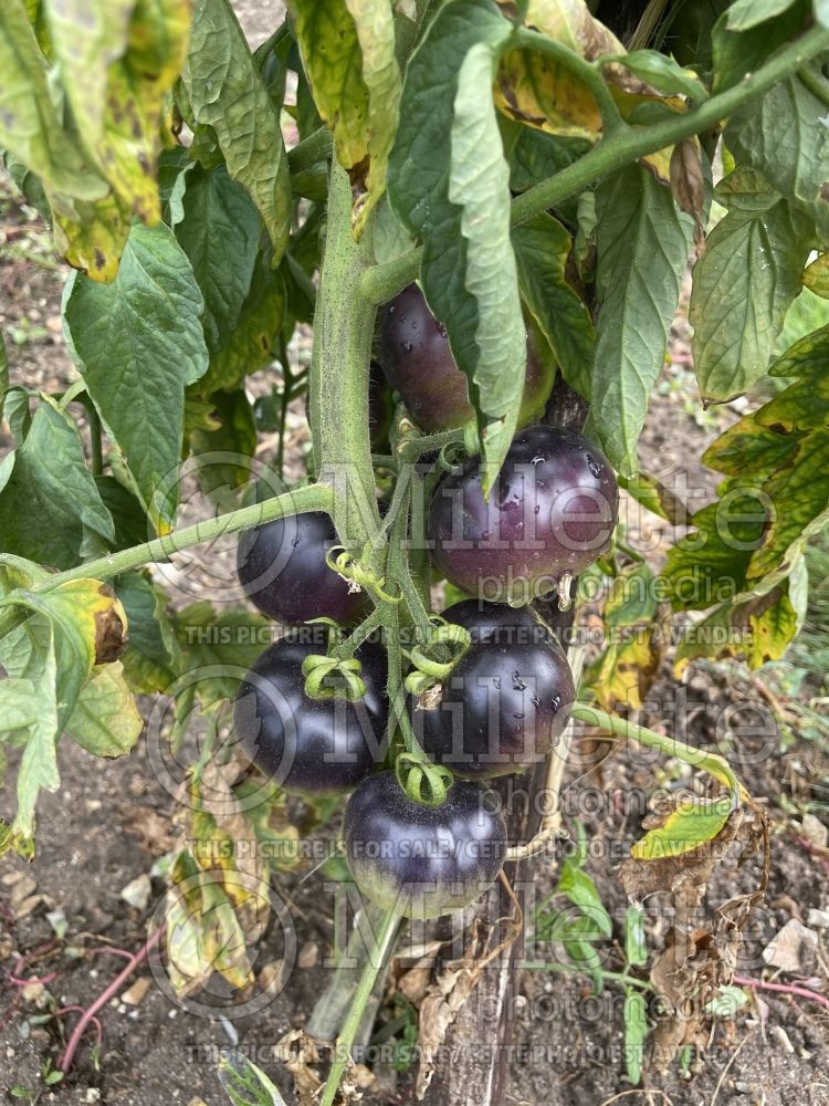 Solanum Indigo Apple (Tomato vegetable – tomate) 1 