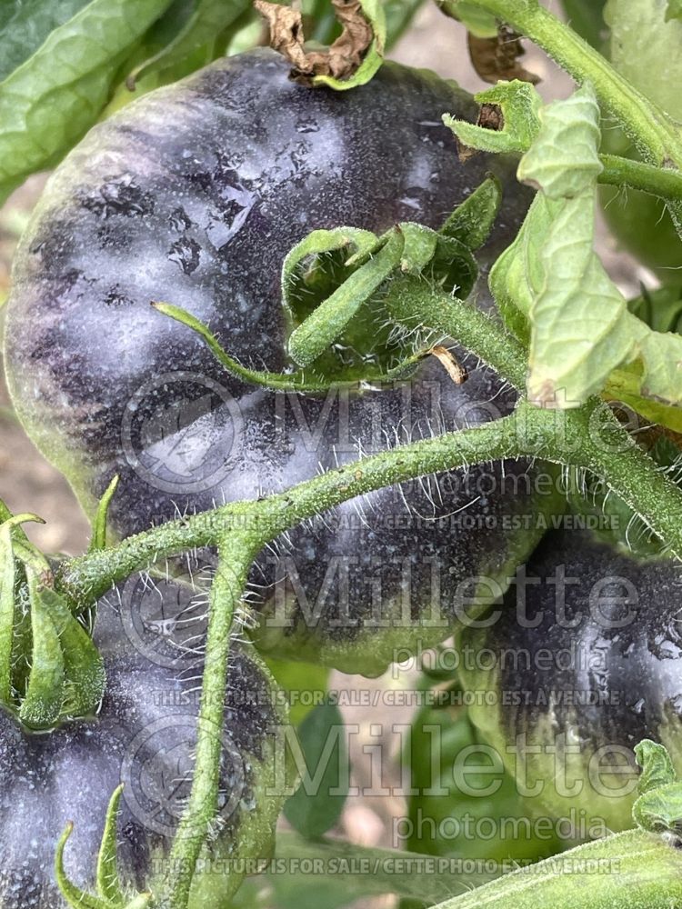 Solanum Indigo Blue Beauty (Tomato vegetable - tomate) 2