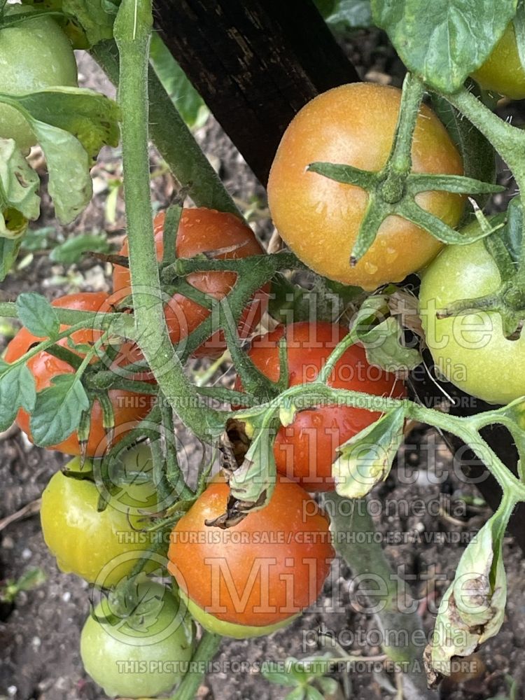 Solanum Islandaise (Tomato vegetable - tomate) 1 