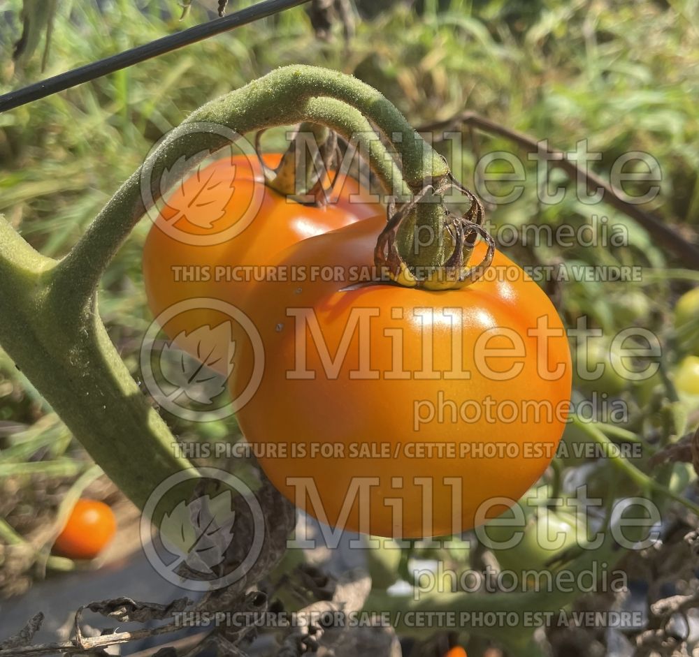 Solanum Jaune Flammée (Tomato vegetable - tomate) 3  