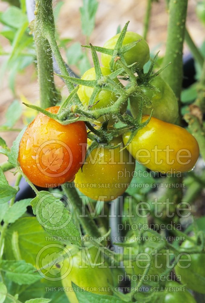 Solanum Juliet (Tomato vegetable - tomate) 5 