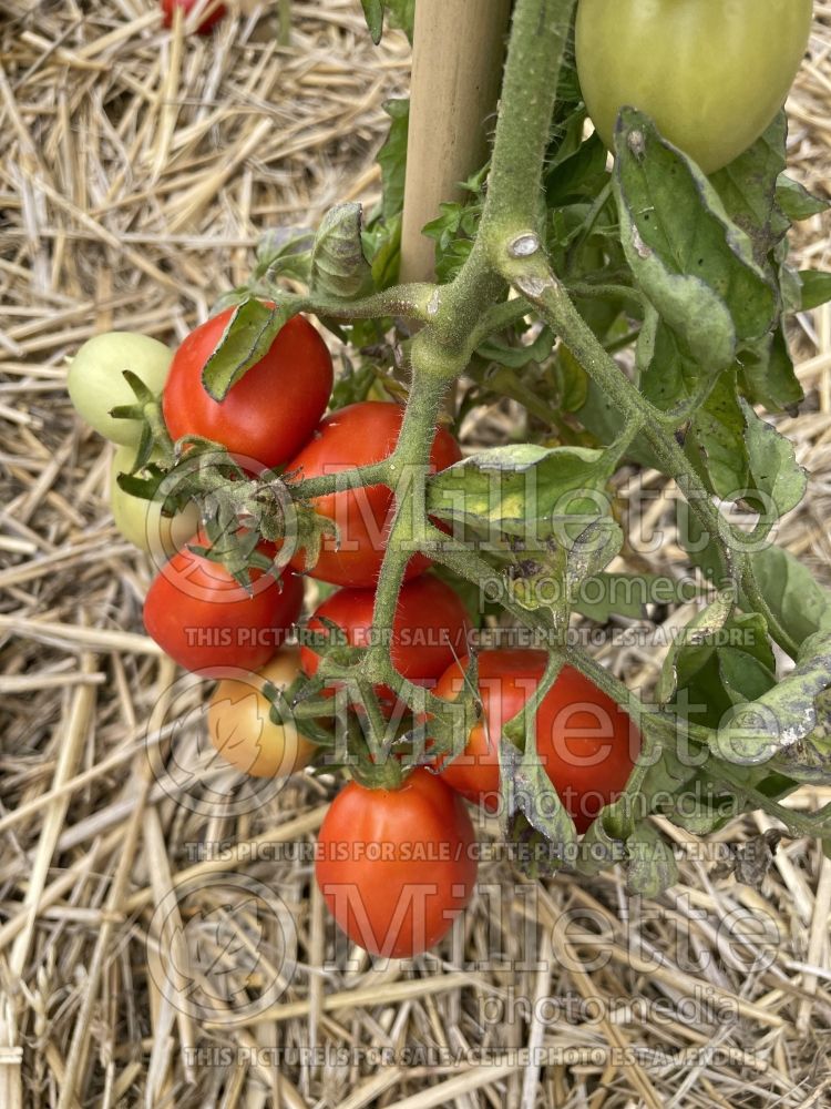 Solanum King Humbert (Tomato vegetable - tomate) 1  