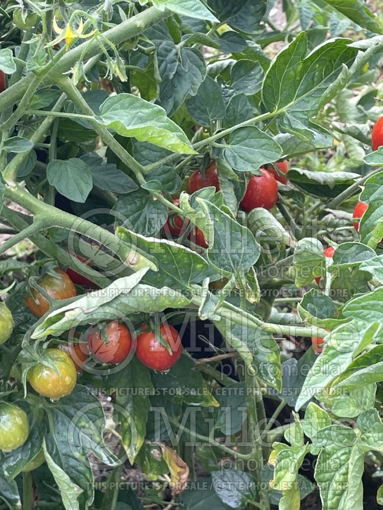 Solanum Koralik (Tomato vegetable - tomate) 1