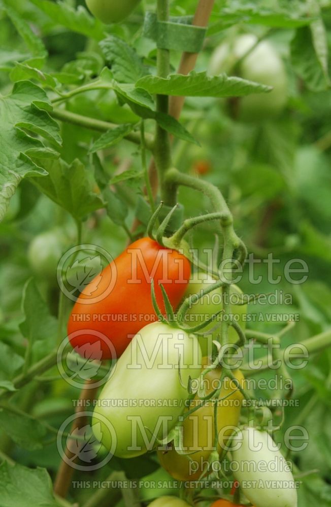 Solanum La Rossa (Tomato vegetable - tomate) 1