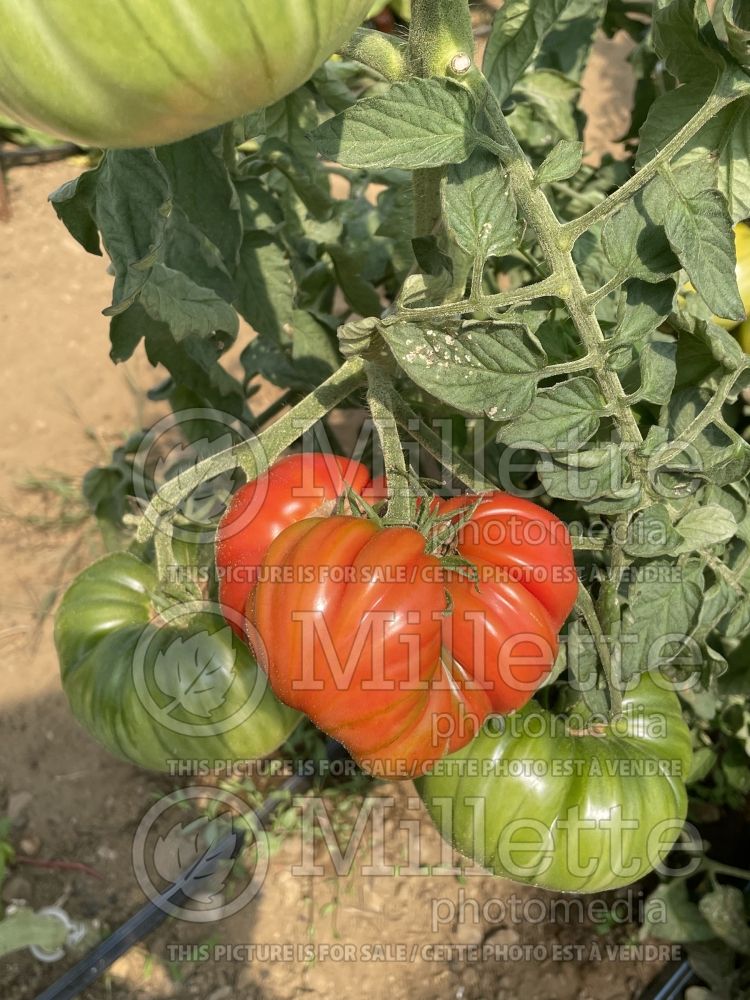 Solanum Mémé de Beauce (Tomato vegetable - tomate) 1