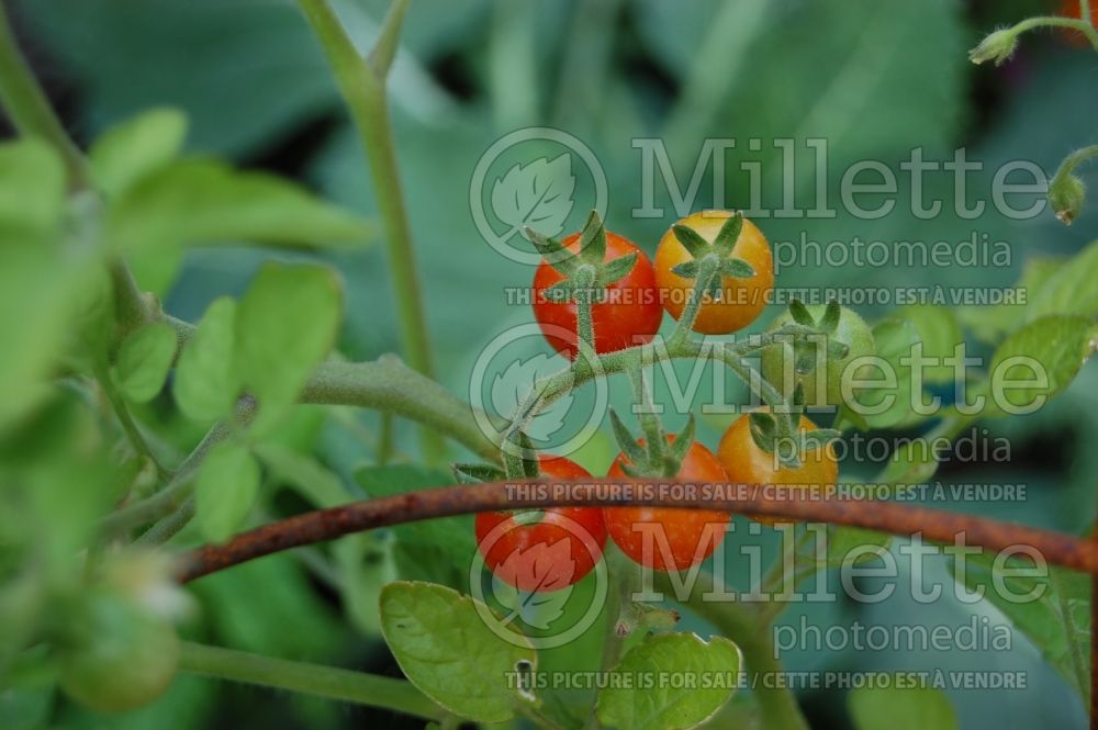 Solanum Mexico Midget (Tomato vegetable - tomate) 1