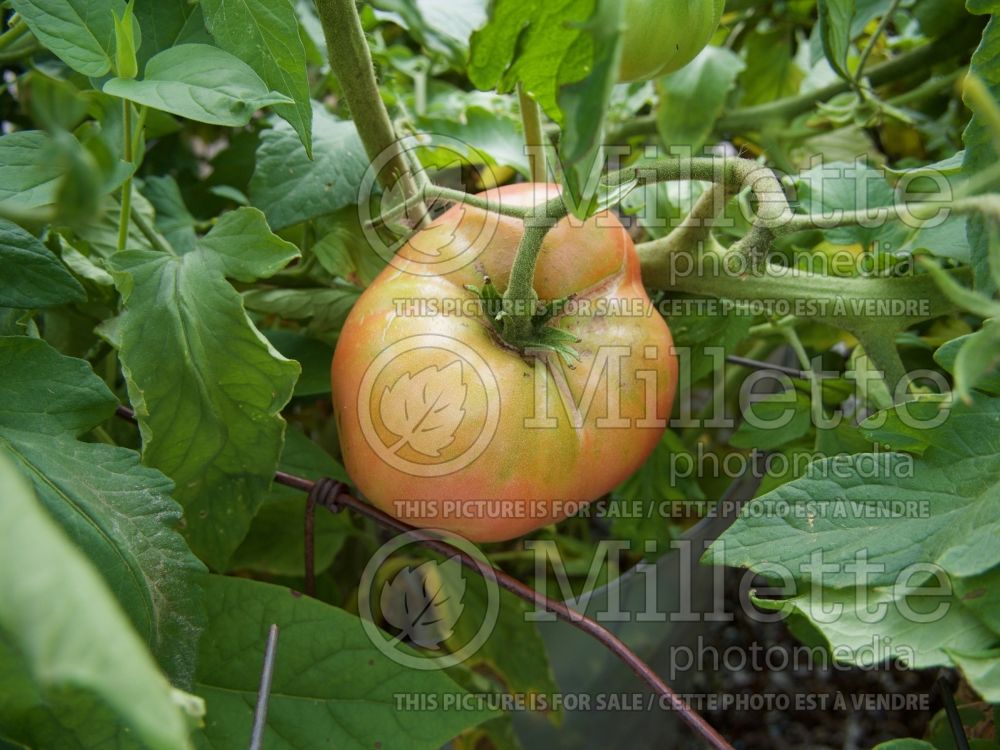 Solanum Mortgage Lifter (Tomato vegetable - tomate) 2