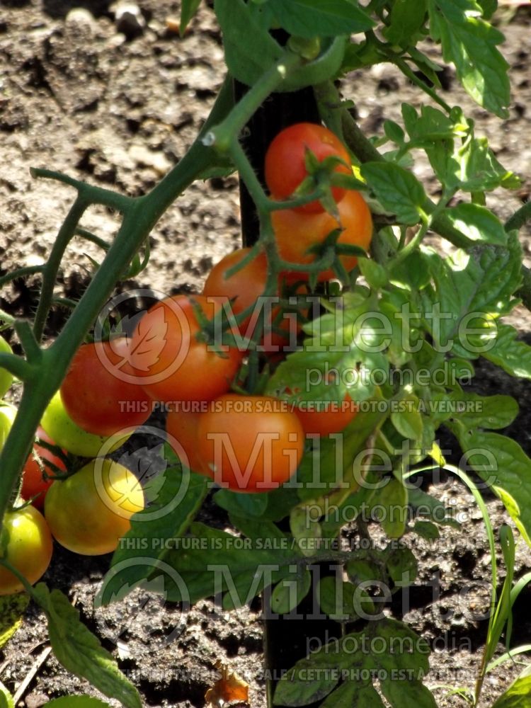 Solanum Nectar (Tomato vegetable - tomate) 1