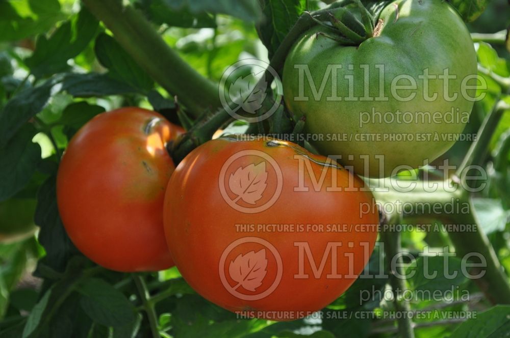 Solanum Nepal (Tomato vegetable - tomate) 1  