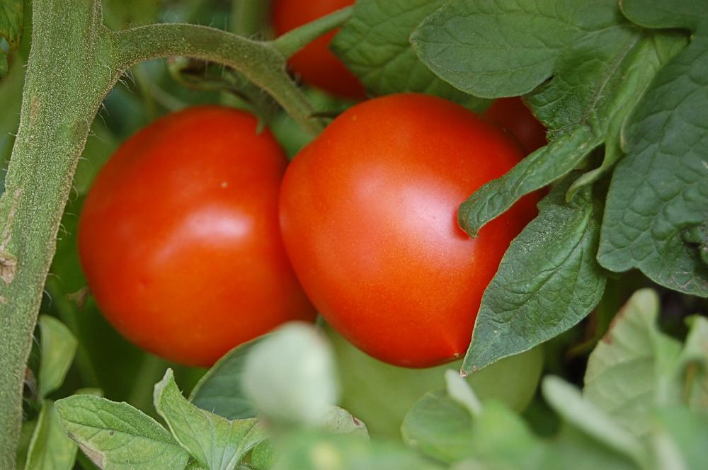 Solanum New Girl (Tomato vegetable - tomate) 1