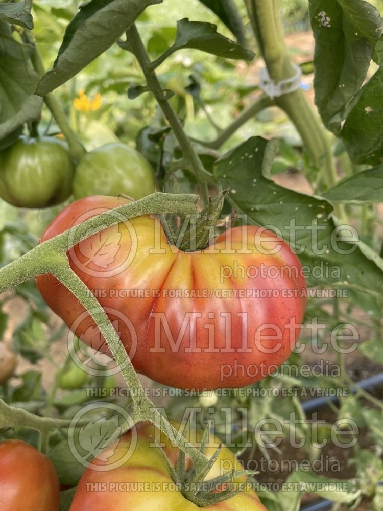 Solanum Noire de Crimee aka Black Krim (Tomato vegetable – tomate) 8  