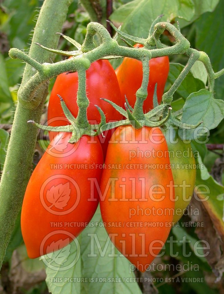 Solanum Opalka (Tomato vegetable - tomate) 1  