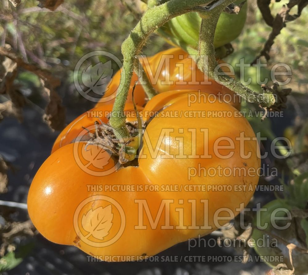 Solanum Orange Jazz (Tomato vegetable - tomate) 1