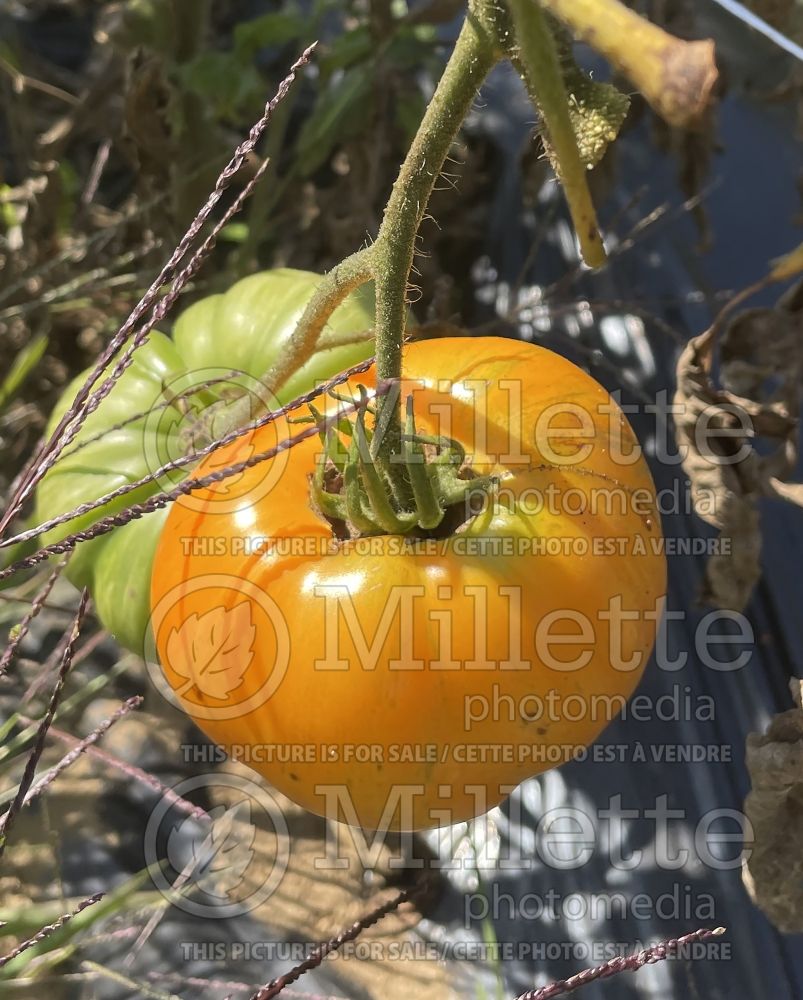 Solanum Orange Jazz (Tomato vegetable - tomate) 2