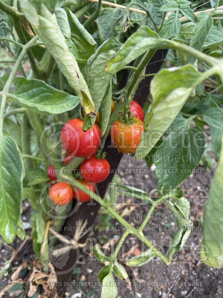 Solanum Oregon Eleven (Tomato vegetable - tomate) 1