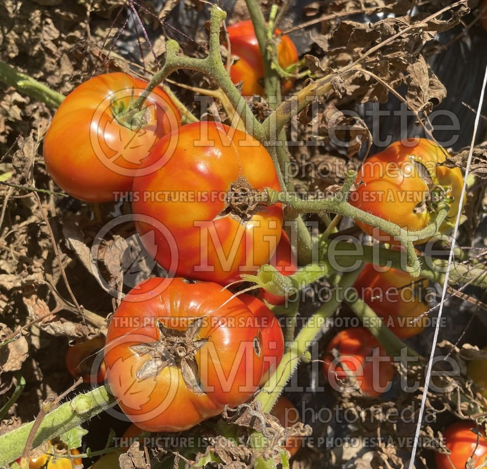 Solanum Oregon Spring (Tomato vegetable - tomate) 1  