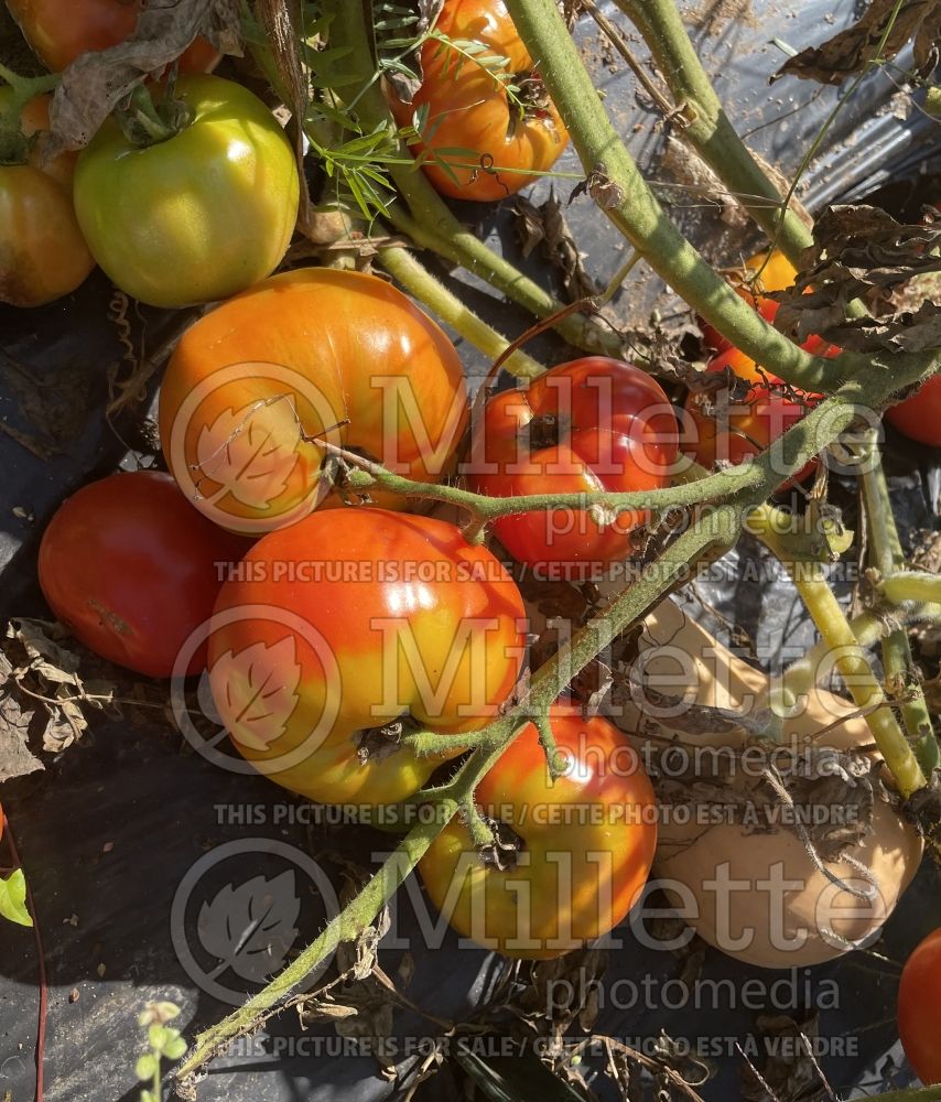 Solanum Oregon Spring (Tomato vegetable - tomate) 2  