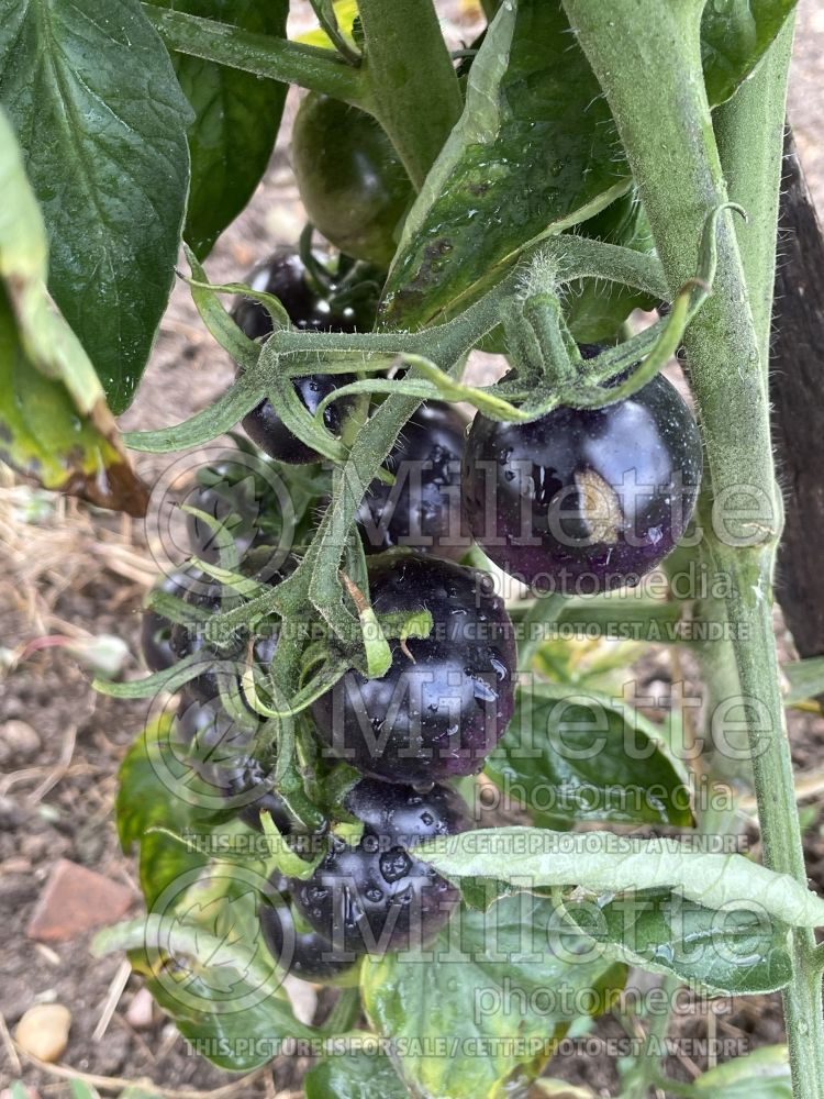 Black and Blue tomatoes: BLUE OSU Tomato