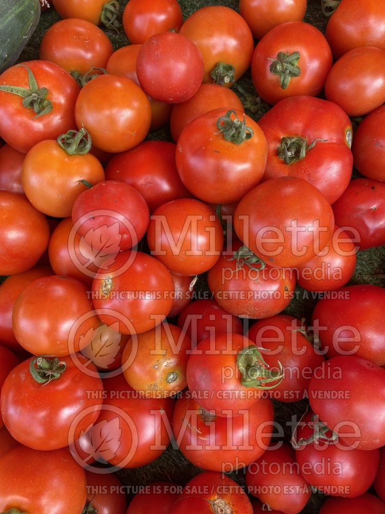 Solanum Paola (Tomato vegetable - tomate) 1 