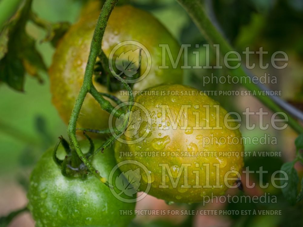 Solanum Park's Whopper (Tomato vegetable - tomate) 1