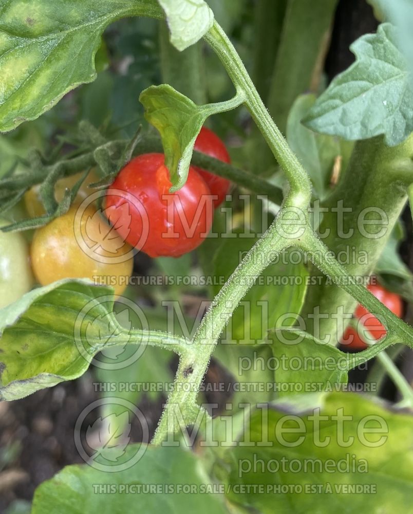 Solanum Peacevine (Cherry Tomato vegetable - tomate) 1 