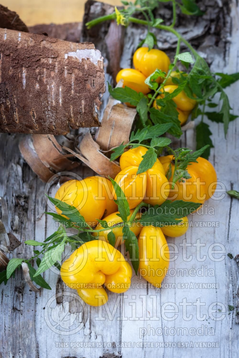 Solanum Phil's One (Tomato vegetable - tomate) 1