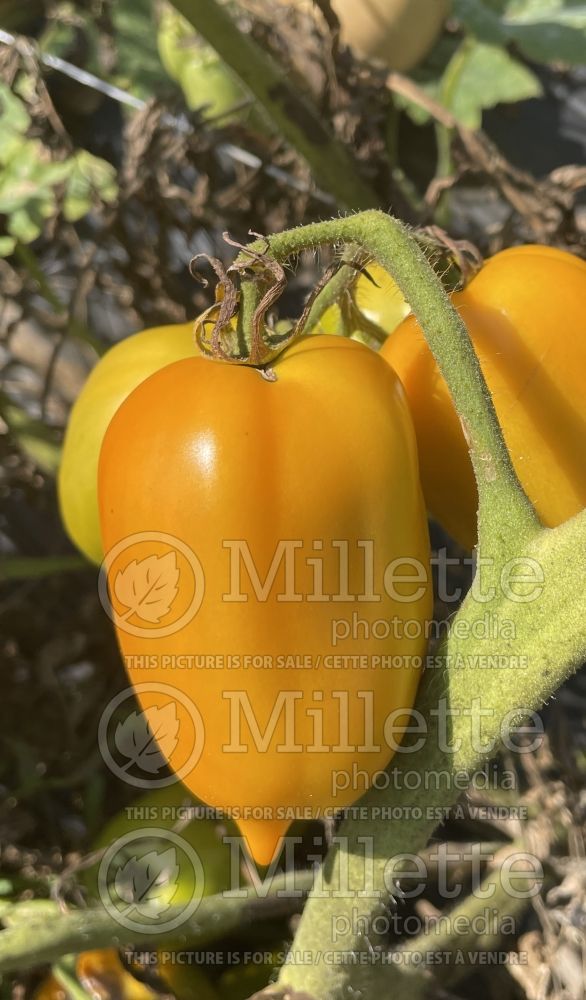 Solanum Yellow Pepper aka Poivron Jaune (Tomato vegetable – tomate) 2 