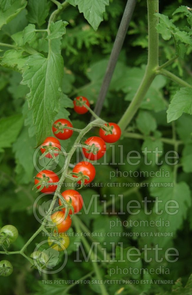 Solanum Red Currant (Tomato vegetable - tomate) 1