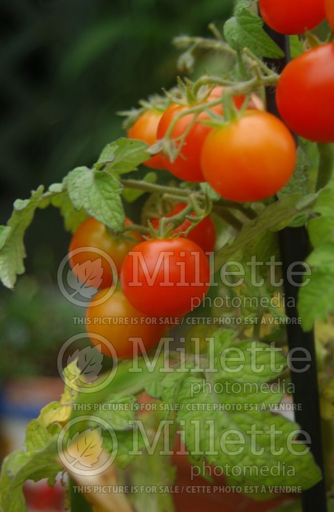 Solanum Red Robin (Tomato vegetable - tomate) 5 