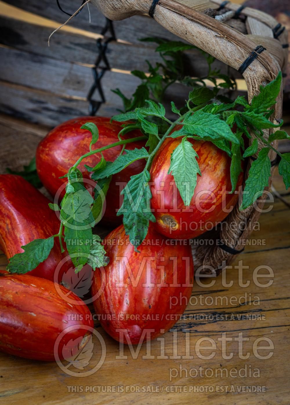 Solanum Red Zebra (Tomato vegetable - tomate) 4