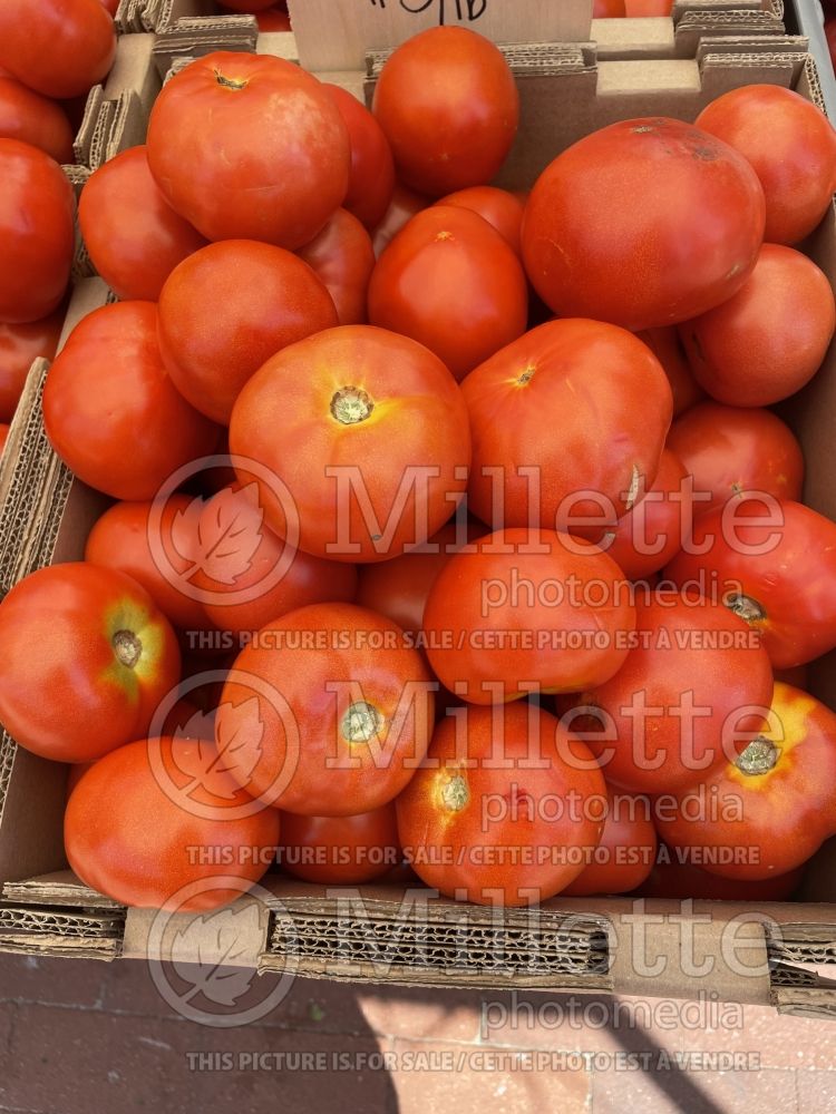 Solanum Roma (Plum Tomato vegetable - tomate) 7  